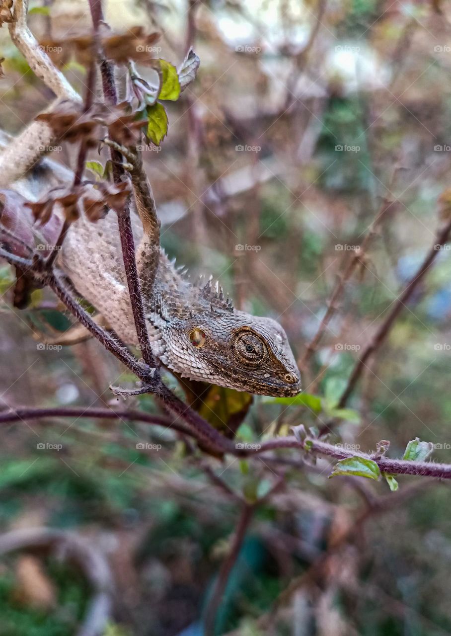 camouflaged wild lizard