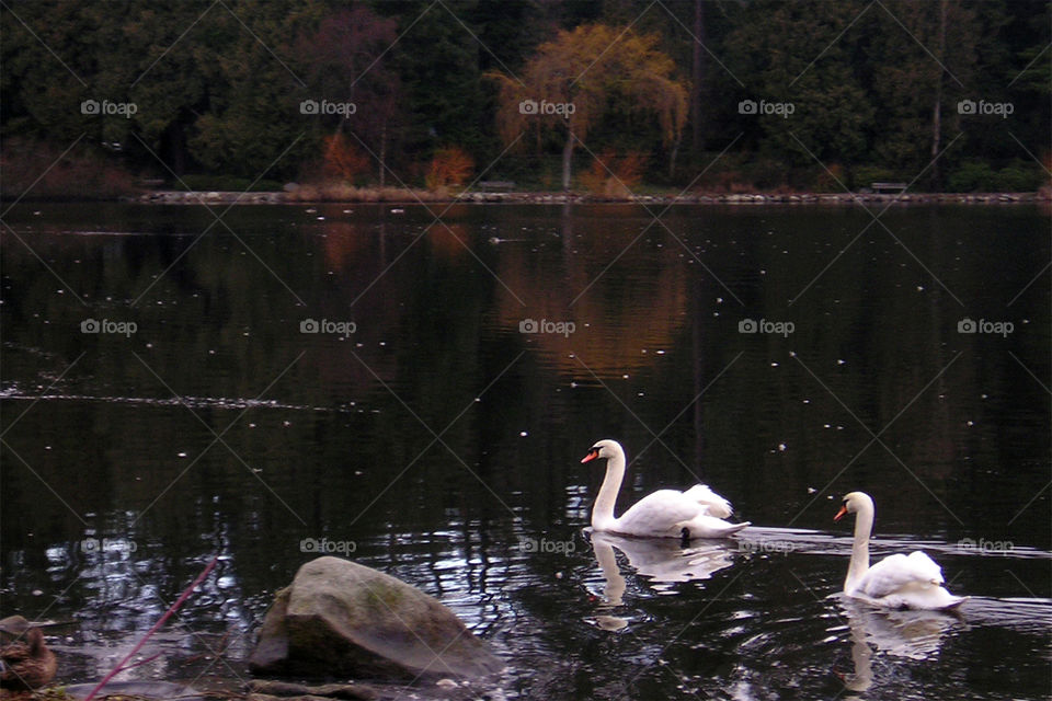 Two swans on their way to beautiful adventures.