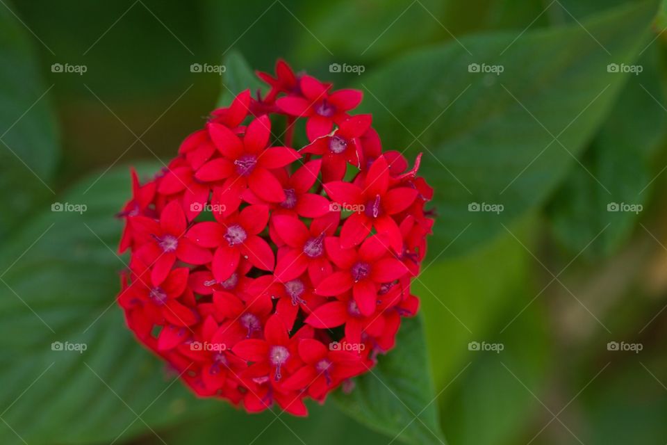 Flower Bunch