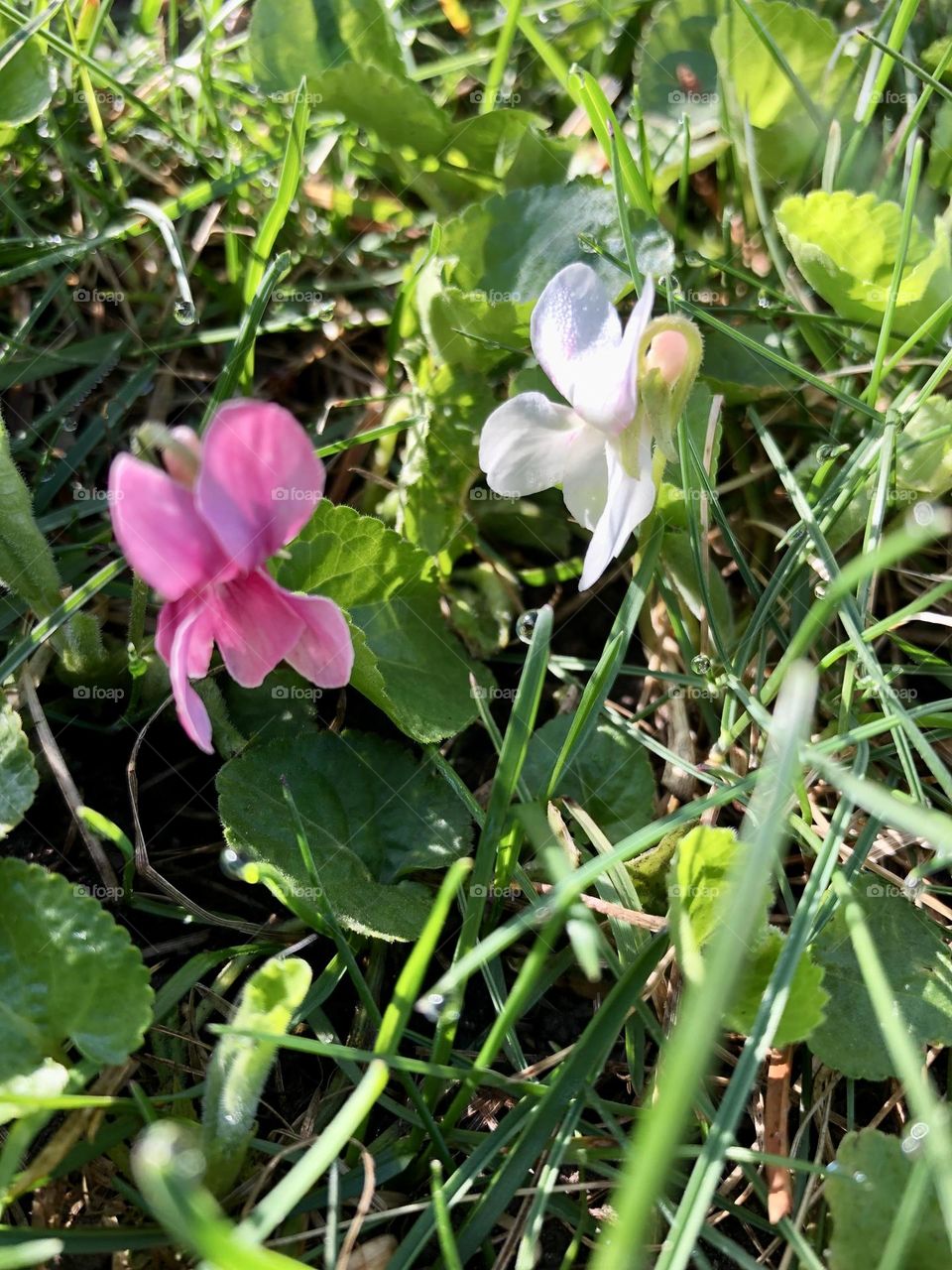 Pink flower white flower 