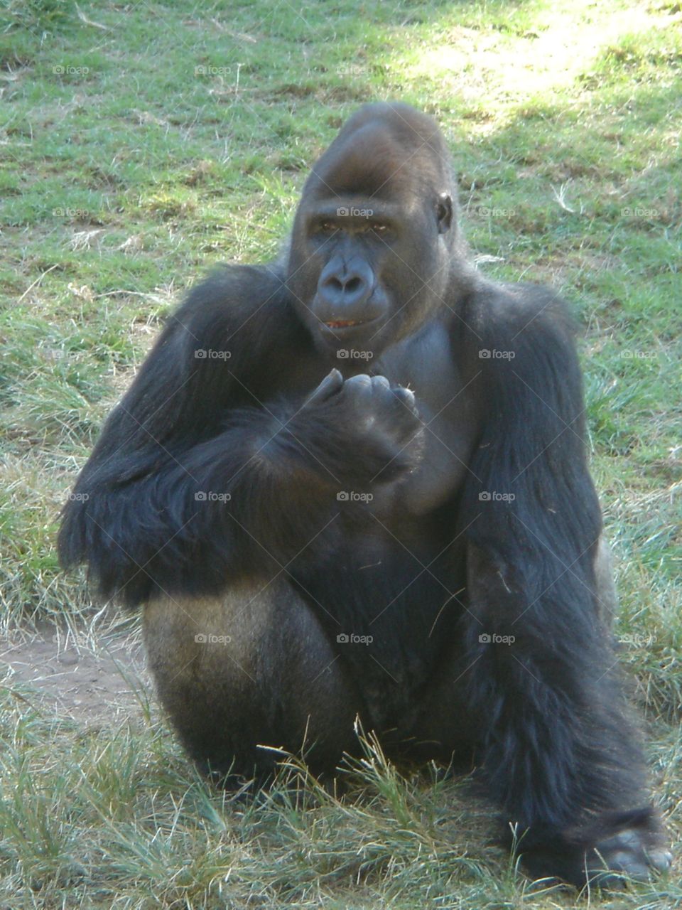 Gorilla