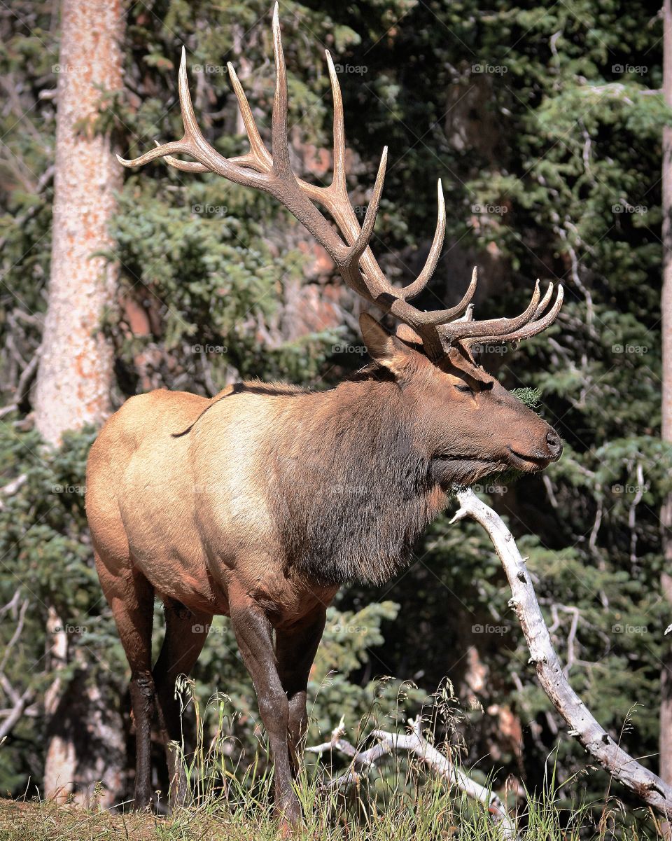 Bull Elk Rocky Mountain National Park 