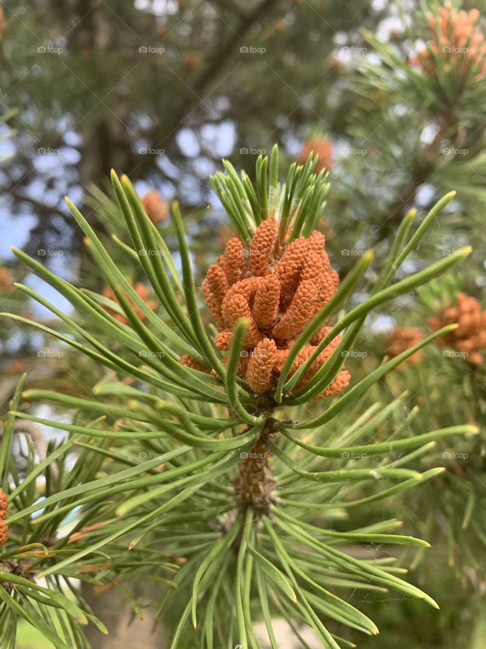 Closeup of a tree 