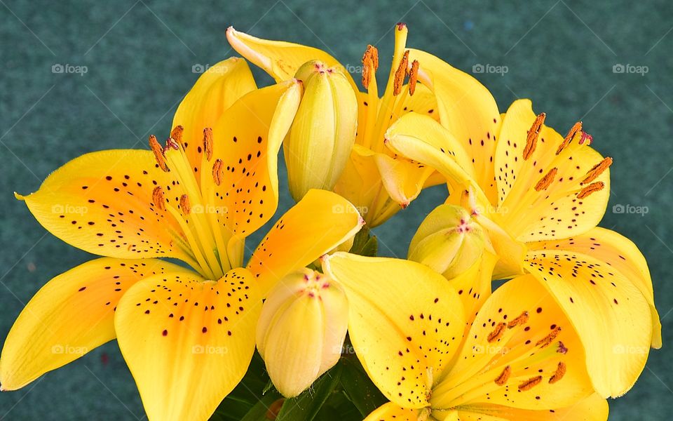 Lilly flowers