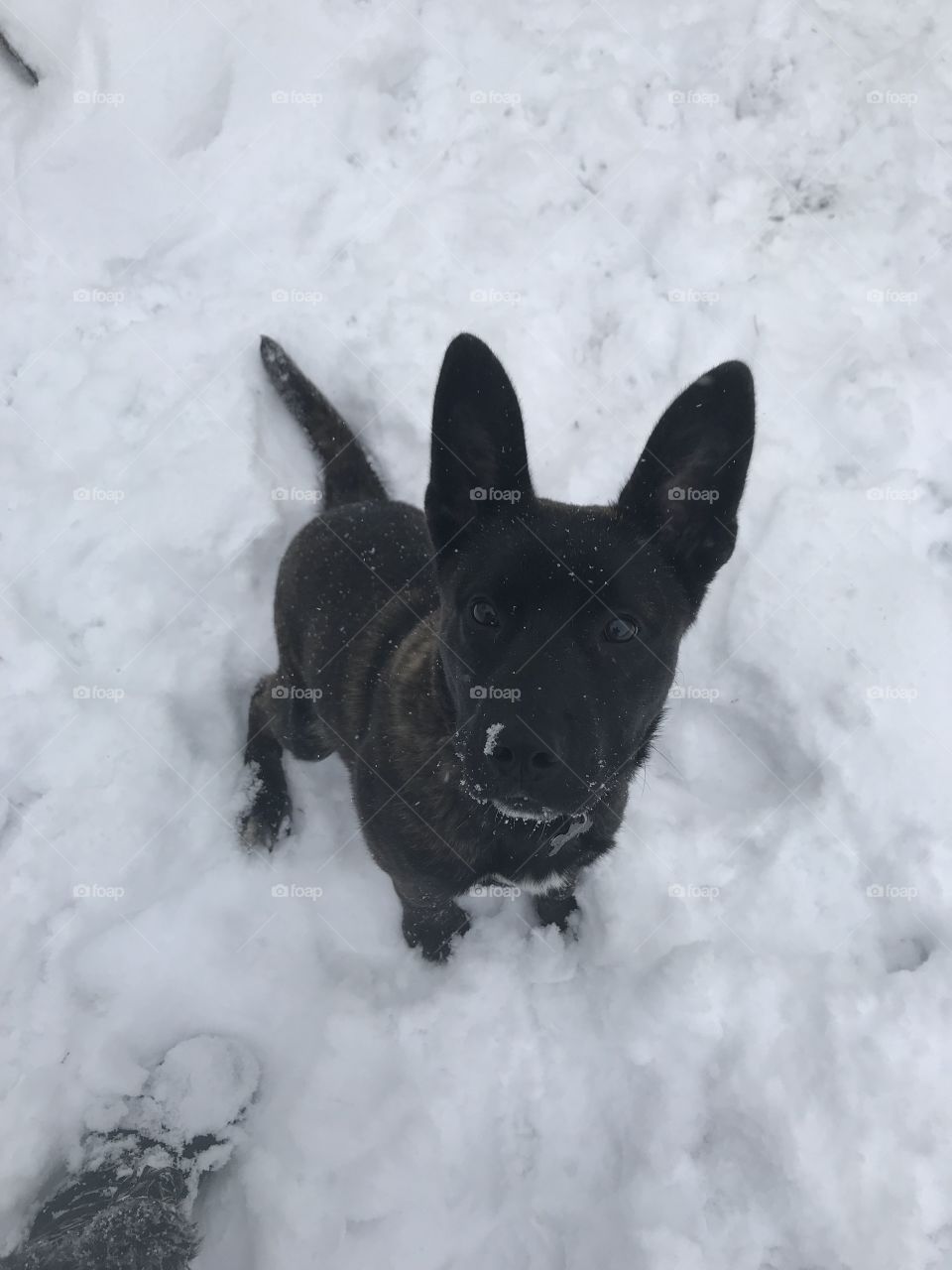 Puppy Harley in his first snow fall. 