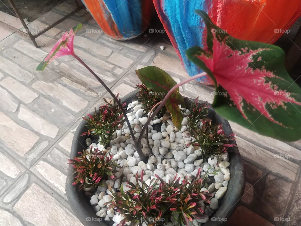 house plants