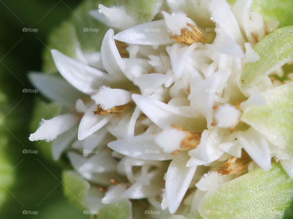 Signs of spring. Macro of a tiny flower, (inflorescence) of which multiples grouped together form a composite ball flower. There is some frost on this inflorescence but it is sure to melt as the warming sun rises. 