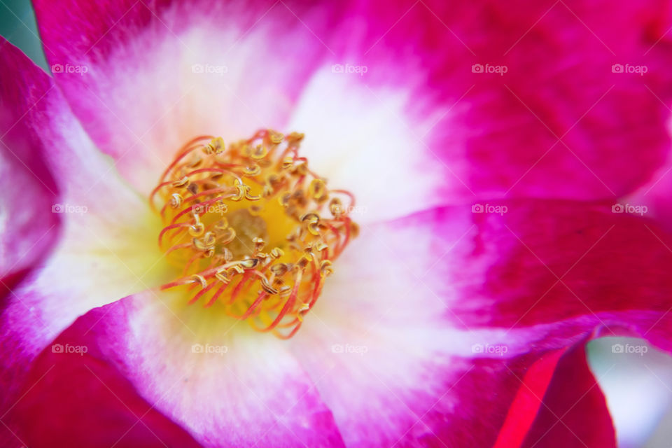 Flower Inside. macro of the crown of yellow pistils, surrounded by a white halo of the petals of a red rose