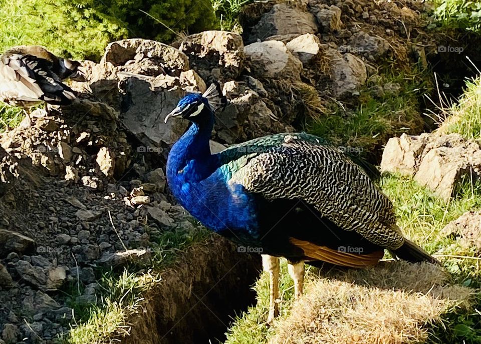 Peacock 