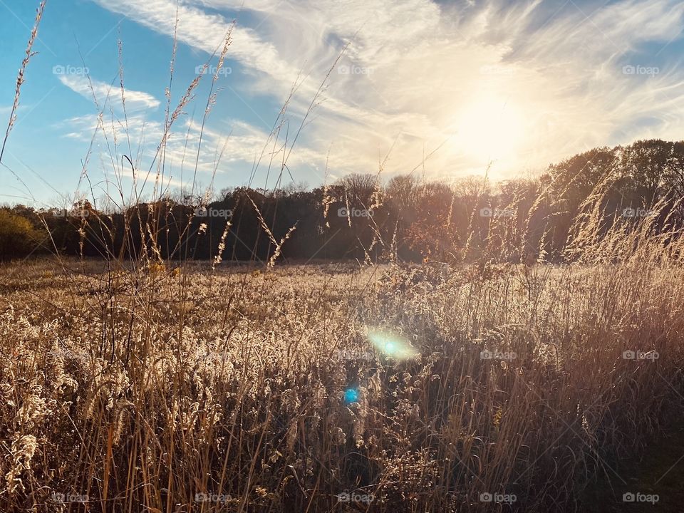 Beautiful walk through a meadow and woods