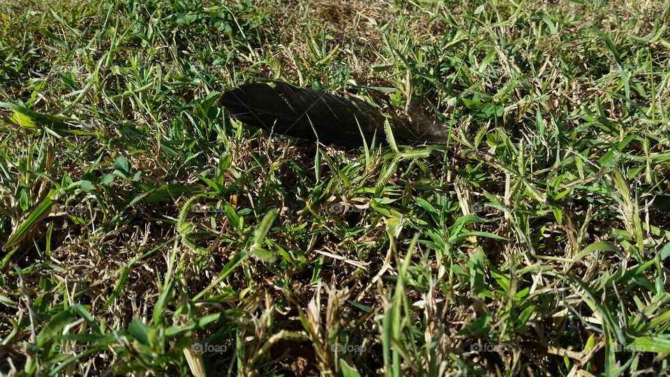 one feather over grass