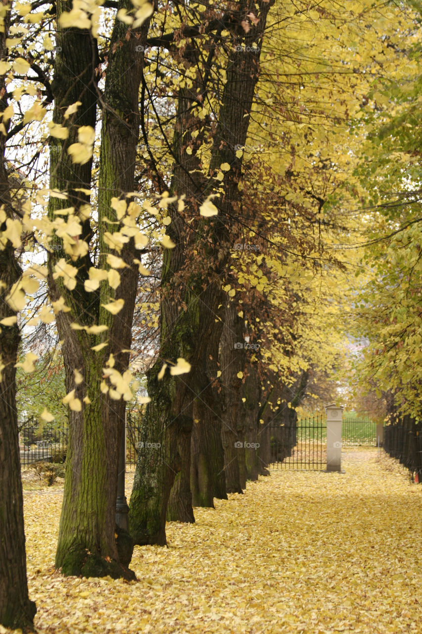 yellow leaves fall autumn by nader_esk