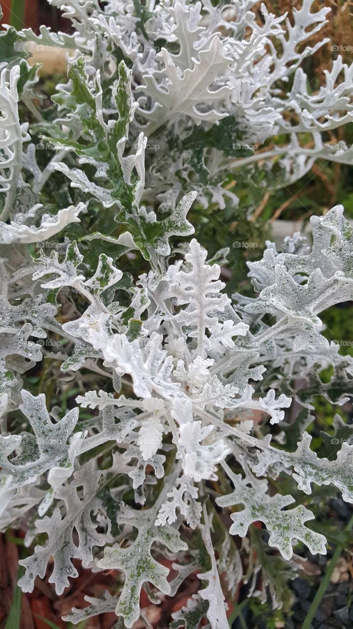 Silver plant
