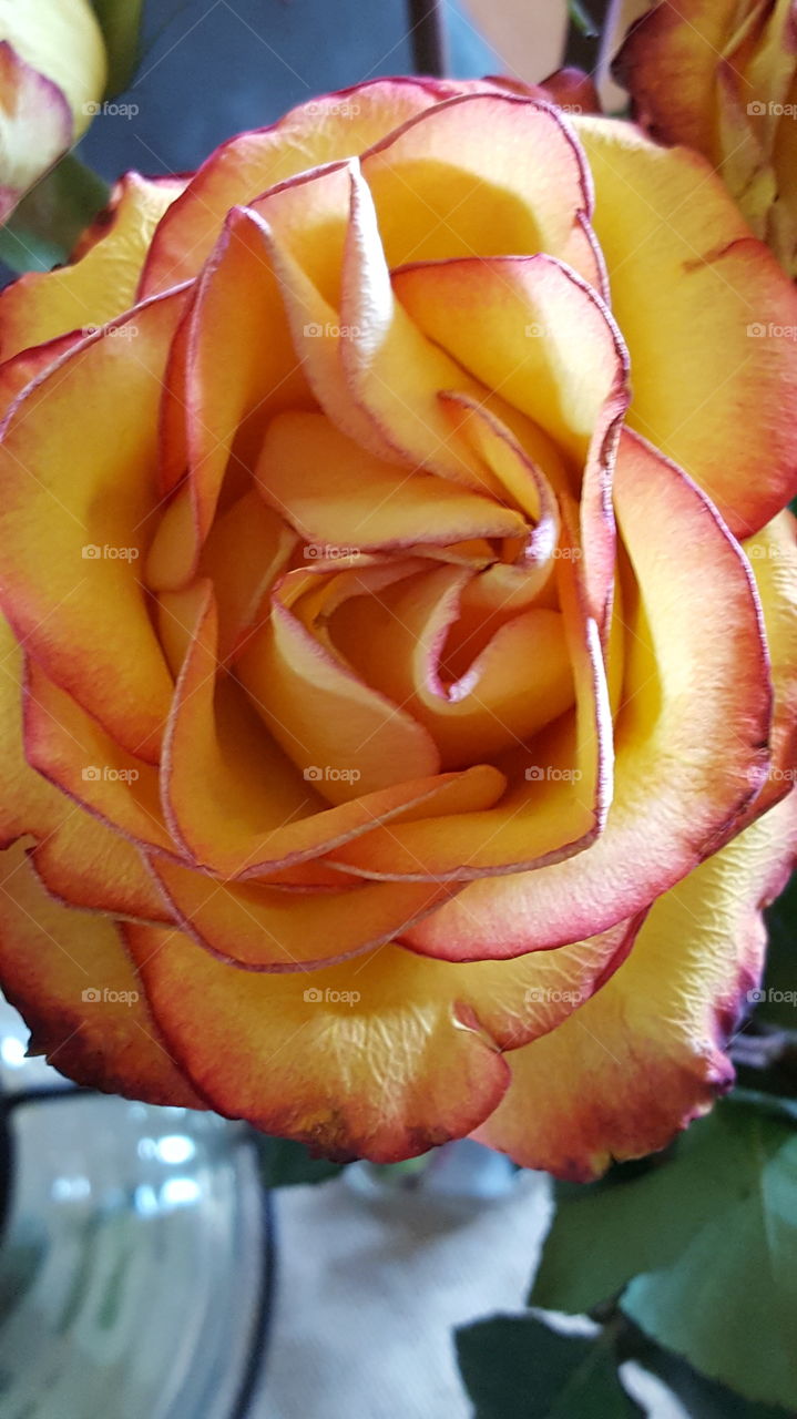 Flower, Rose, Nature, Love, Petal