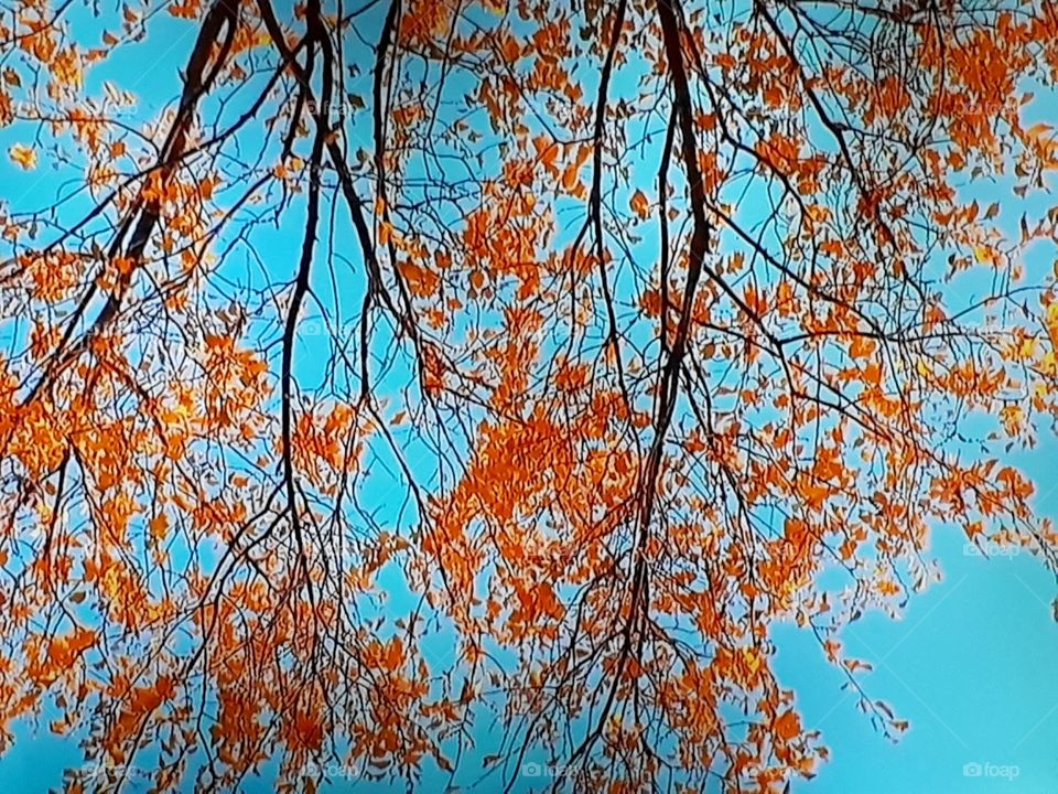 Branch with yellow leaves