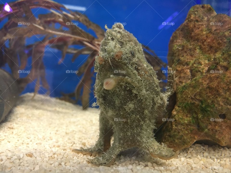 Underwater, Nature, Ocean, Sea, Water