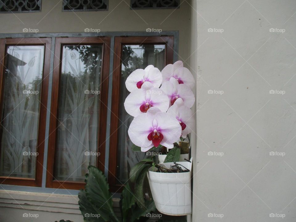 This ornamental plant is preferred because of the beauty of its flowers