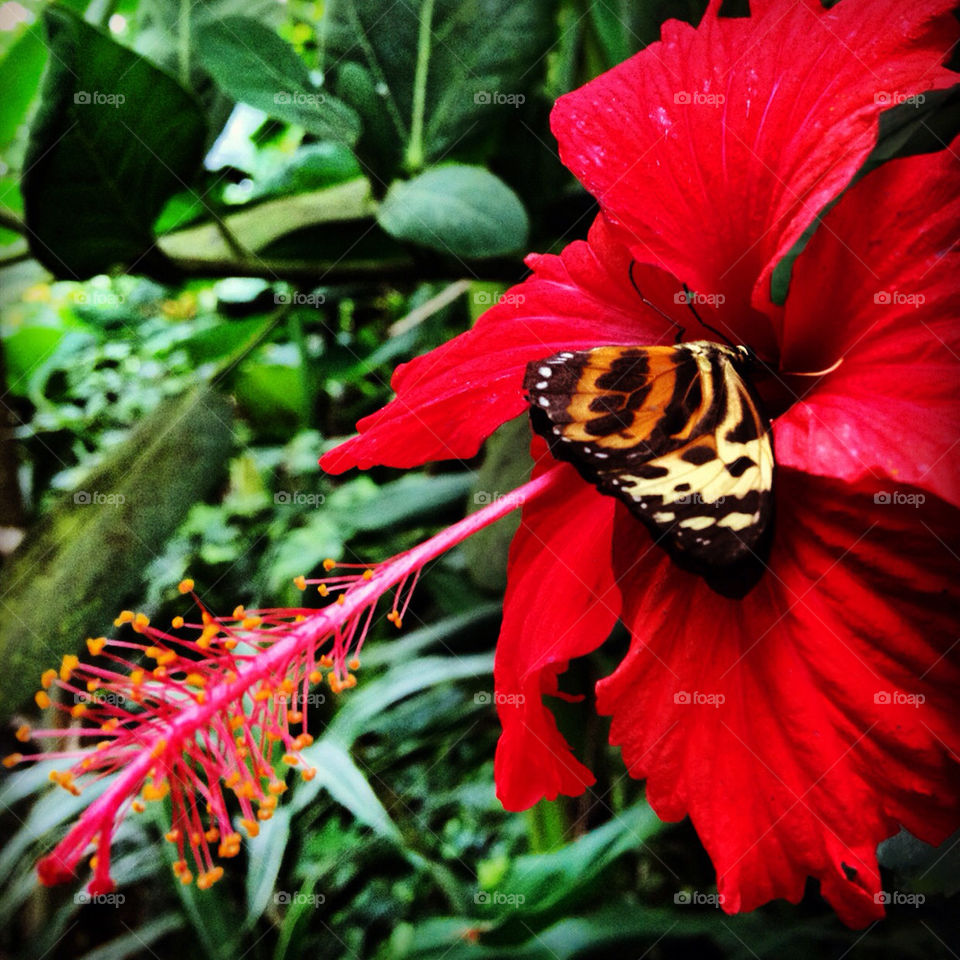 garden flower butterfly nectar by zinnebeelden
