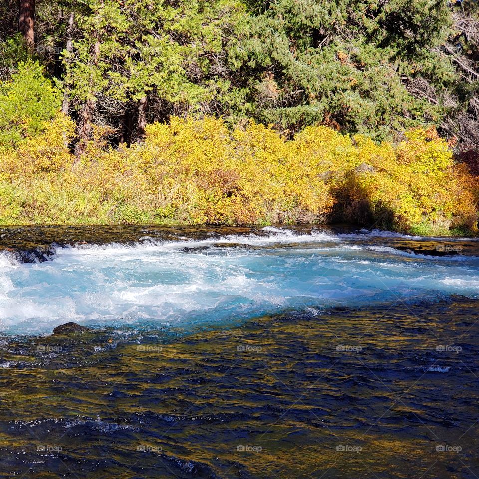 Stunning fall colors on the riverbanks of the turquoise waters of the Metolius River at Wizard Falls in Central Oregon on a sunny autumn morning.