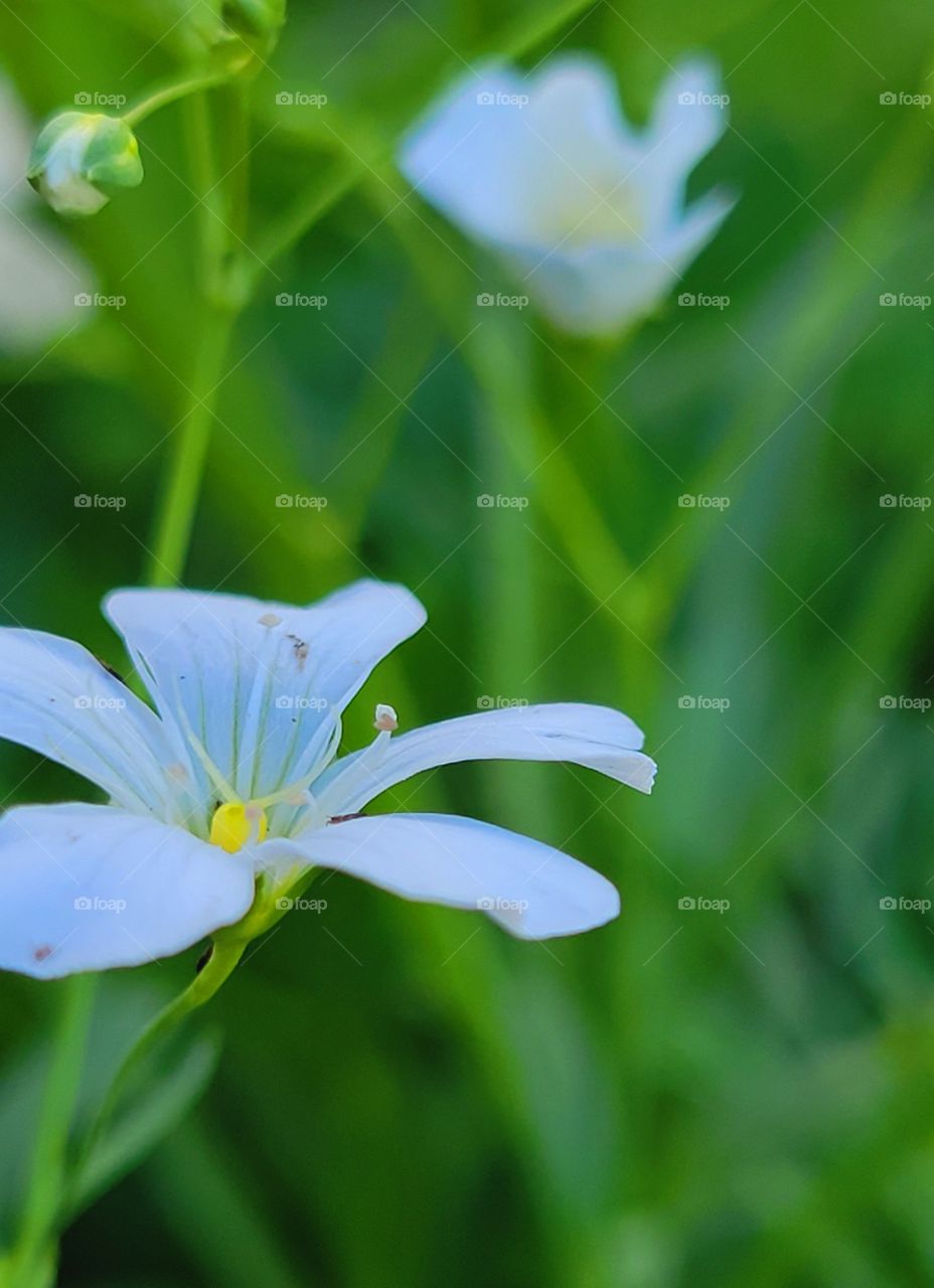 wildflowers springing into summer