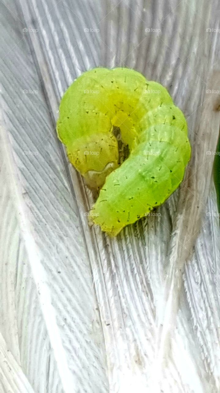 tiny catapillar on a feather