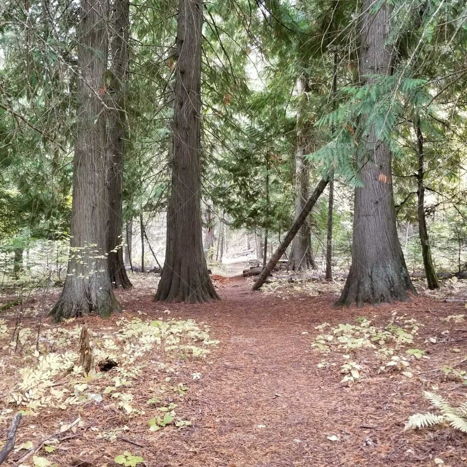 tree trunks on a hiking trail