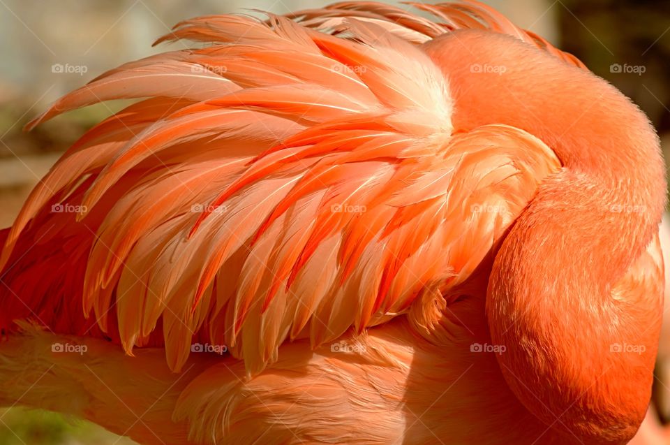 Close up portrait of a flamingo sleeping.