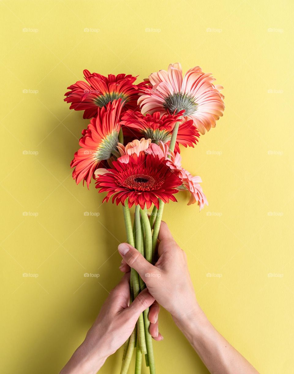 gerberas