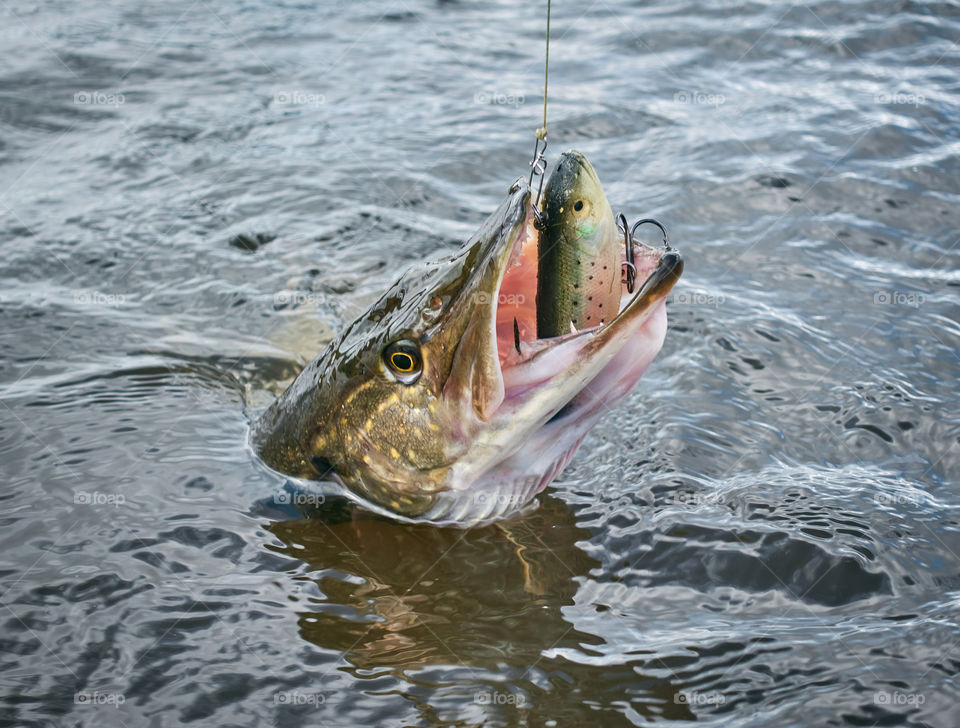 Large size Northern pike strikes softbait lure on April spring day just before spawning time on a lake in Southern Finland.
