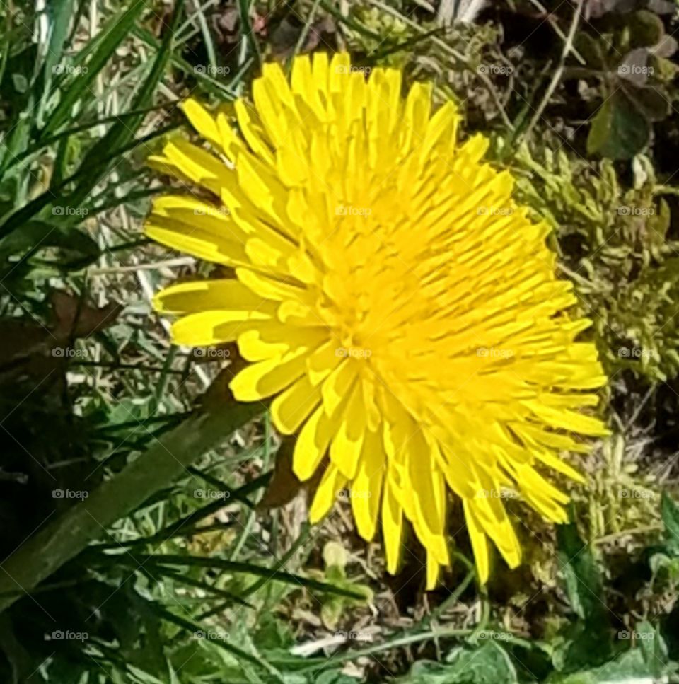 dandelion