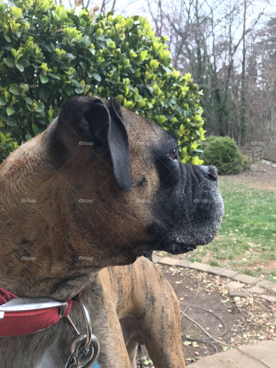 Boxer dog looking away