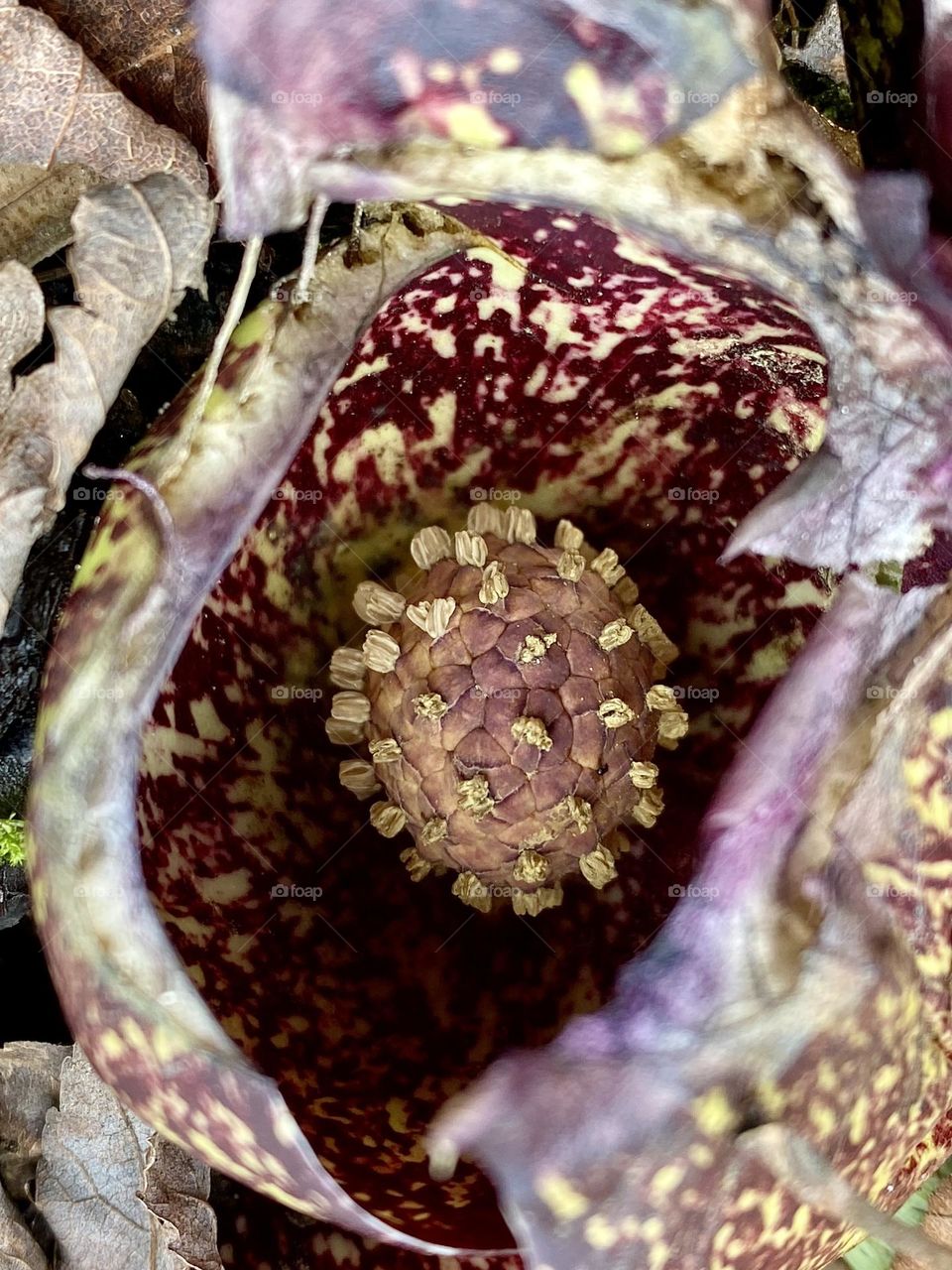 Close up of the flower of skunk cabbage 