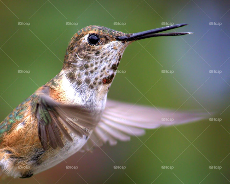 Close-up of Rufous hummingbird