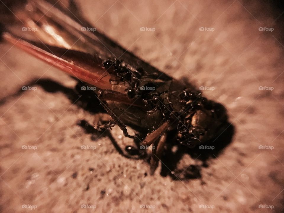 Ants on dead grasshopper