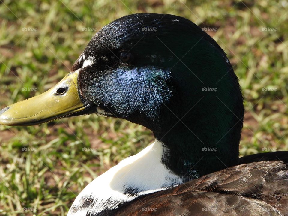 A close up of a duck
