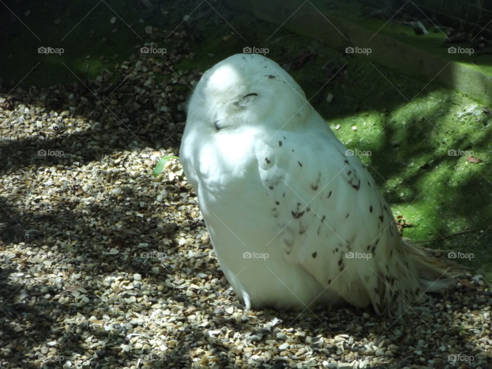 Snowy Owl Sleeping