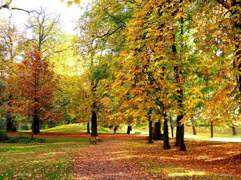 Bois de Boulogne, Lille, Northern France