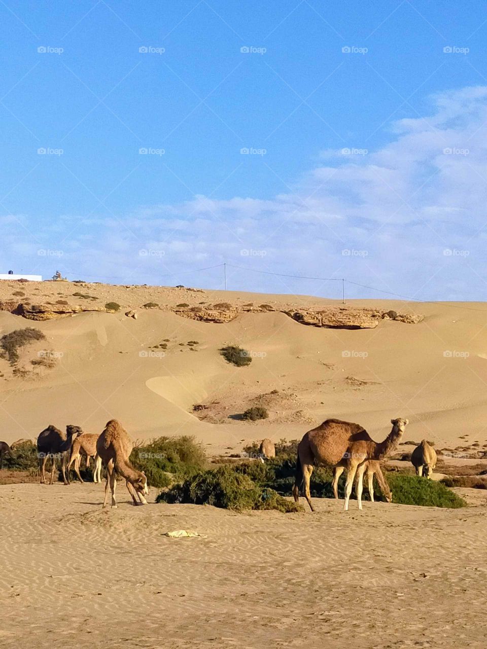 Camels in the white beach in the region of Goulimine, Morocco