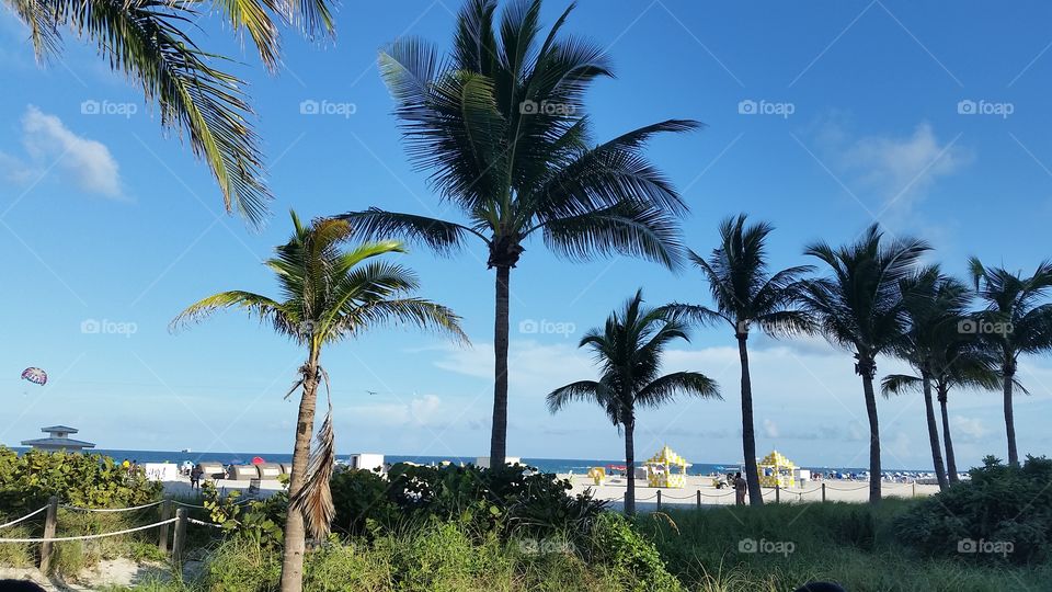 Beach, Palm, Tropical, Sand, Seashore