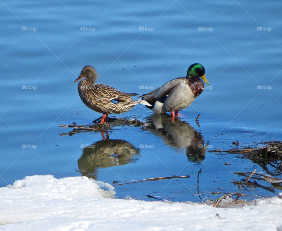 Quacks on the St Lawrence 