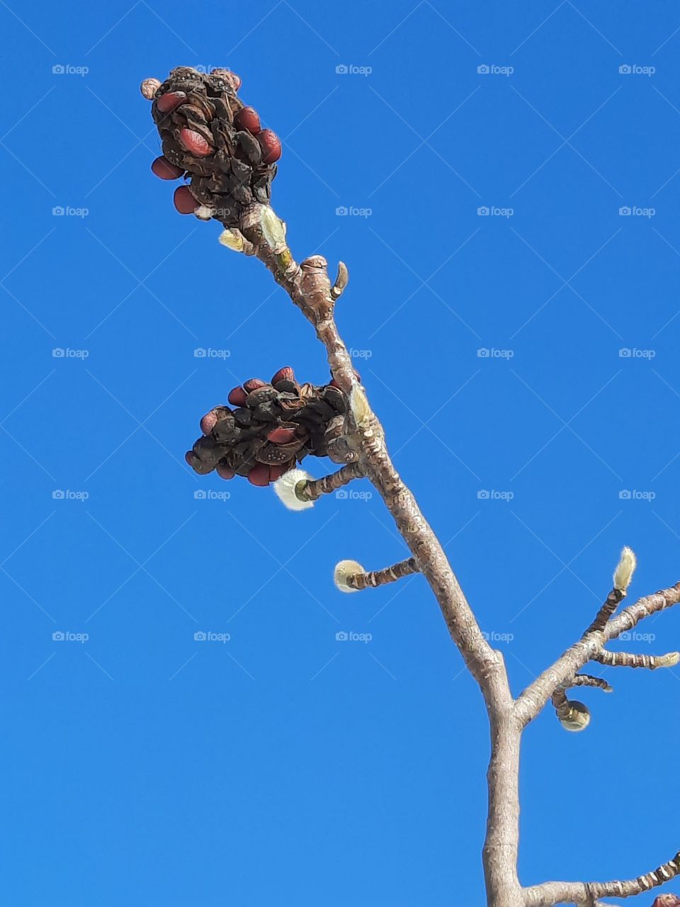 blackened sunlit magnolia fruits against  blue sky