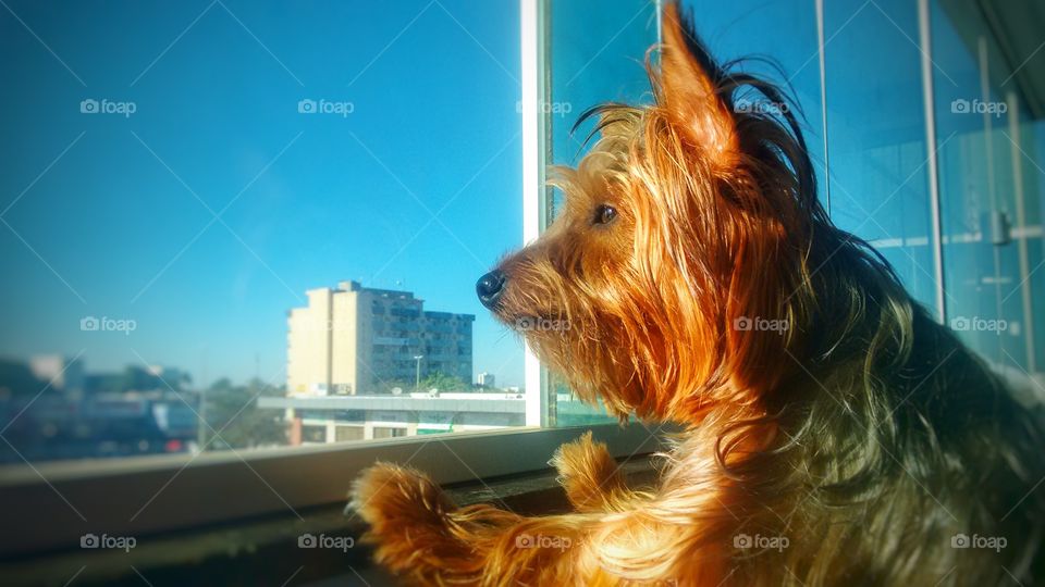 dog janela cachorro pet