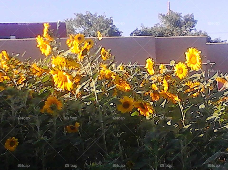 Sun Worshippers