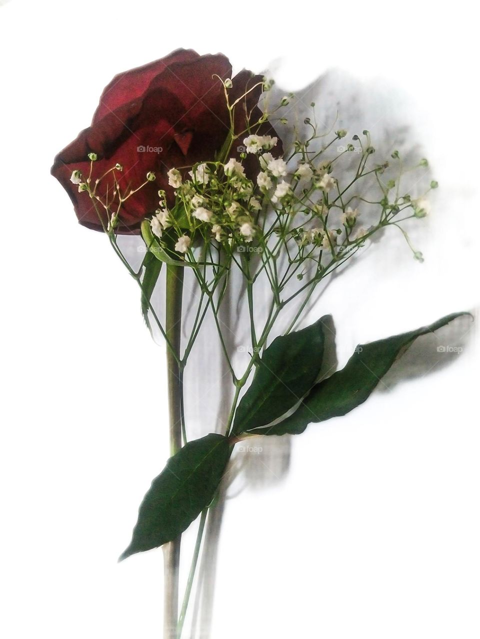 Single Red Rose with Baby's Breath on White Background