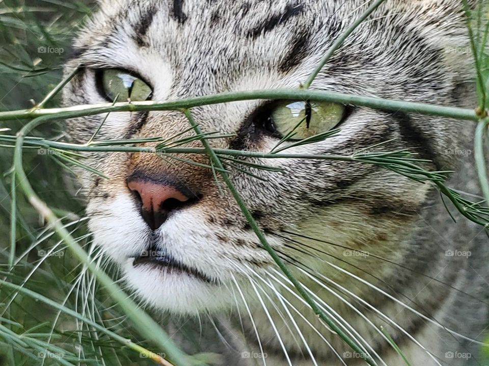 His cute explorer side feeling the texture of asparagus ferns he was initially hiding behind in the garden...