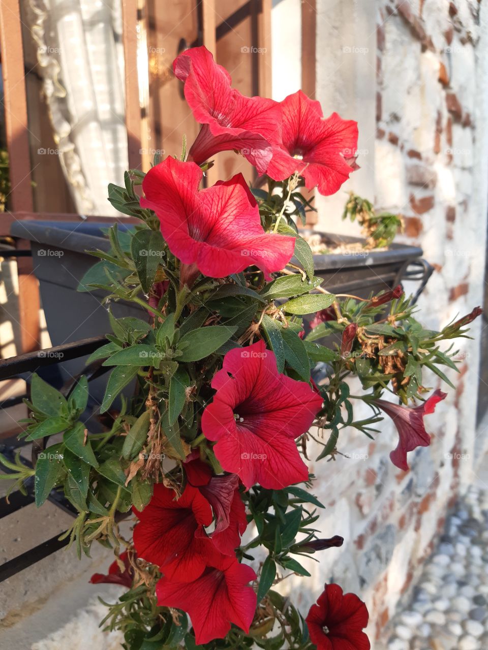 red flowers on the window in the evening