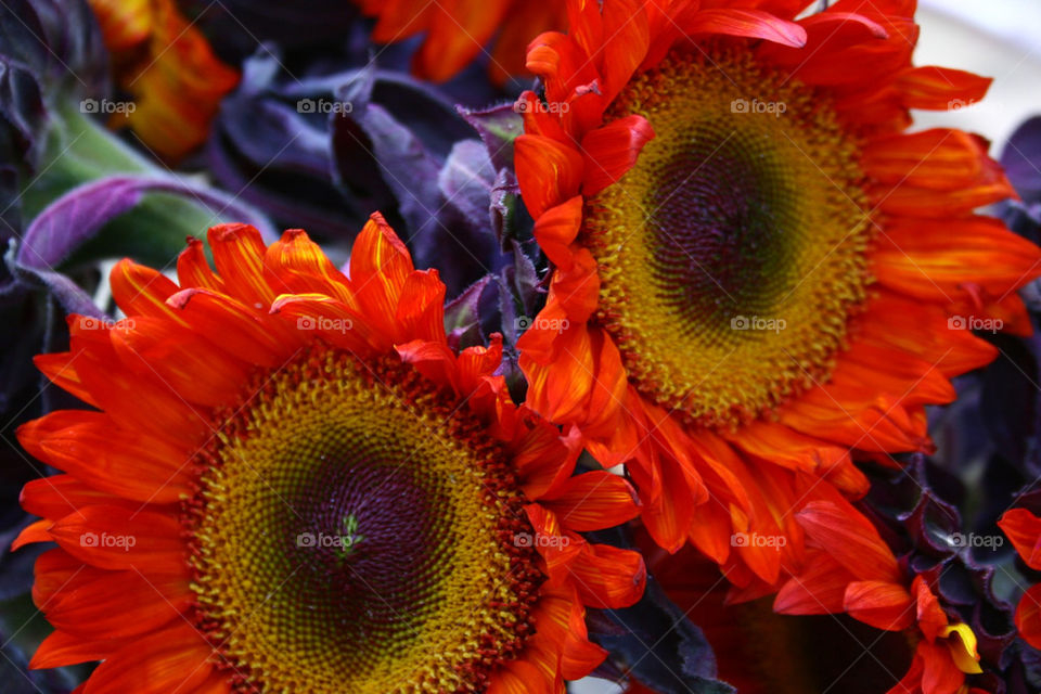 flowers red sunflower royal by lmtrent