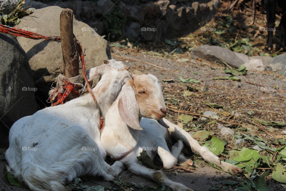 two loving goat