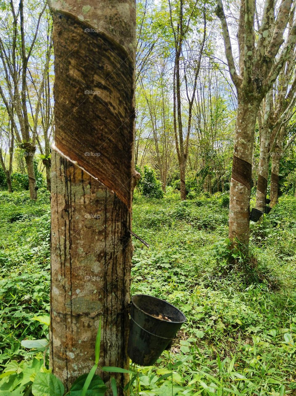 Rubber trees.