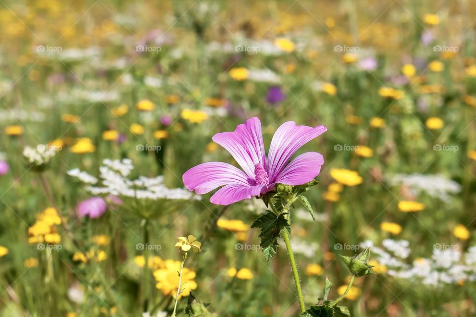 A springtime meadow of colourful wildflowers